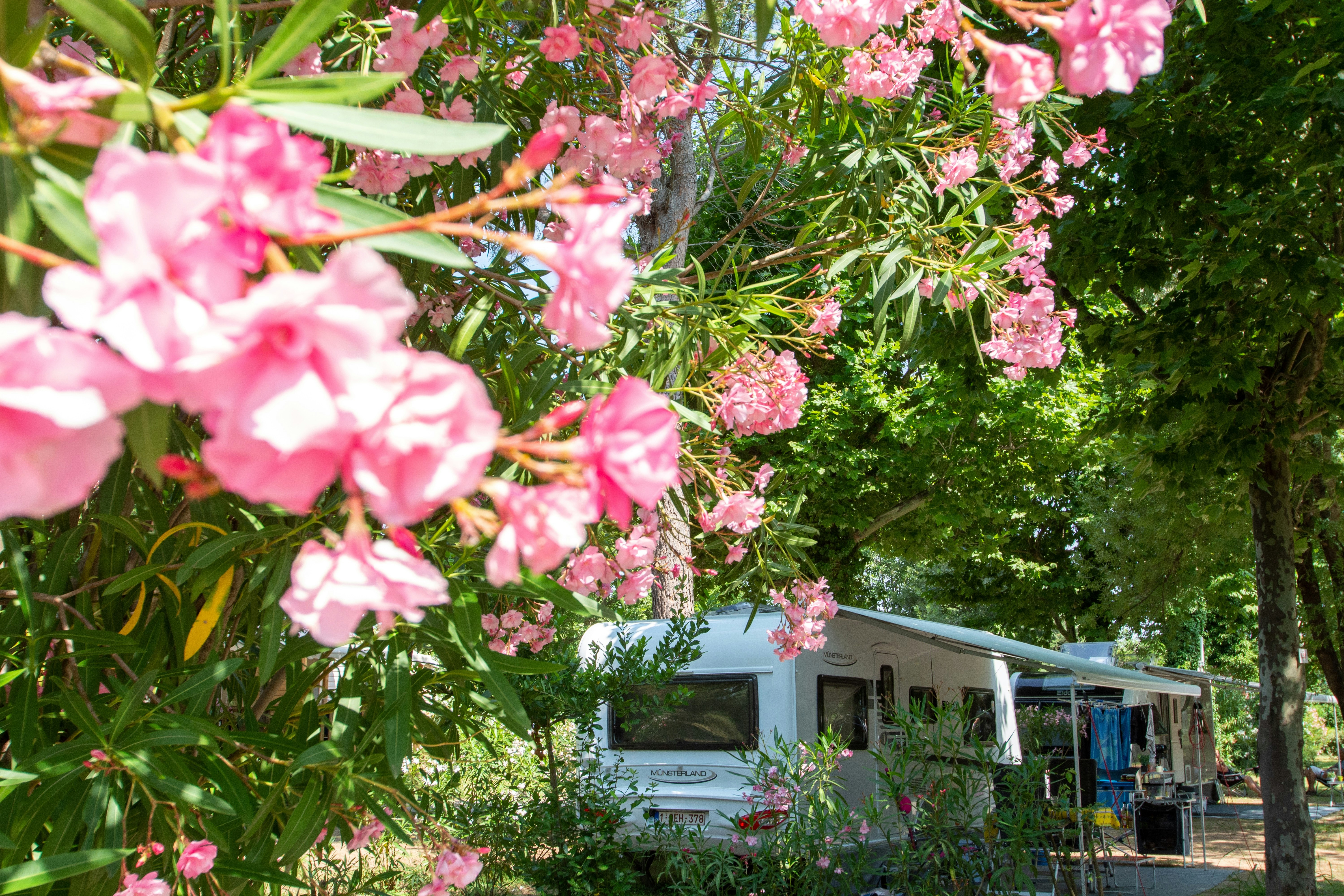 Blühende rosa Blumen im Vordergrund, dahinter ein Wohnwagen im Grünen mit Bäumen und Gartenbereich.