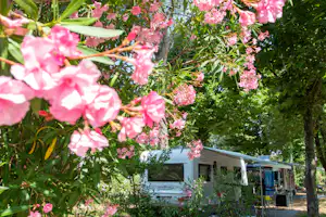 Blühende rosa Blumen im Vordergrund, dahinter ein Wohnwagen im Grünen mit Bäumen und Gartenbereich.