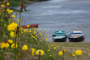 Gelbe Blumen am Ufer, im Hintergrund zwei Boote am See und eine Wiese mit Pfad.