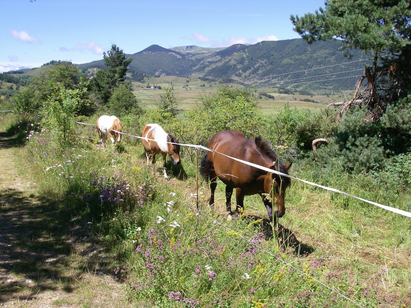Camping Les Sapins (Camurac)