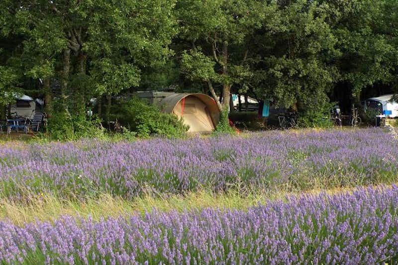 Camping Les Truffières  -  Wohnwagen- und Zeltstellplatz vom Campingplatz an einem Lavendelfeld in der Provence