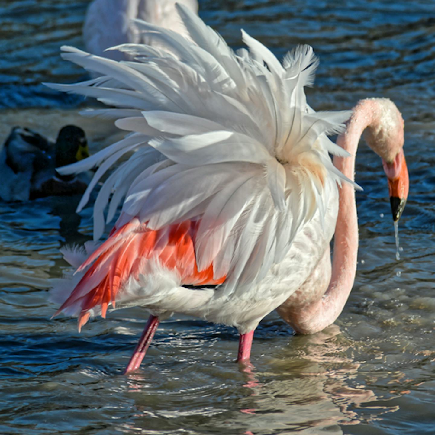 Camping L'Espiguette