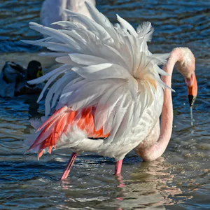 Camping L'Espiguette