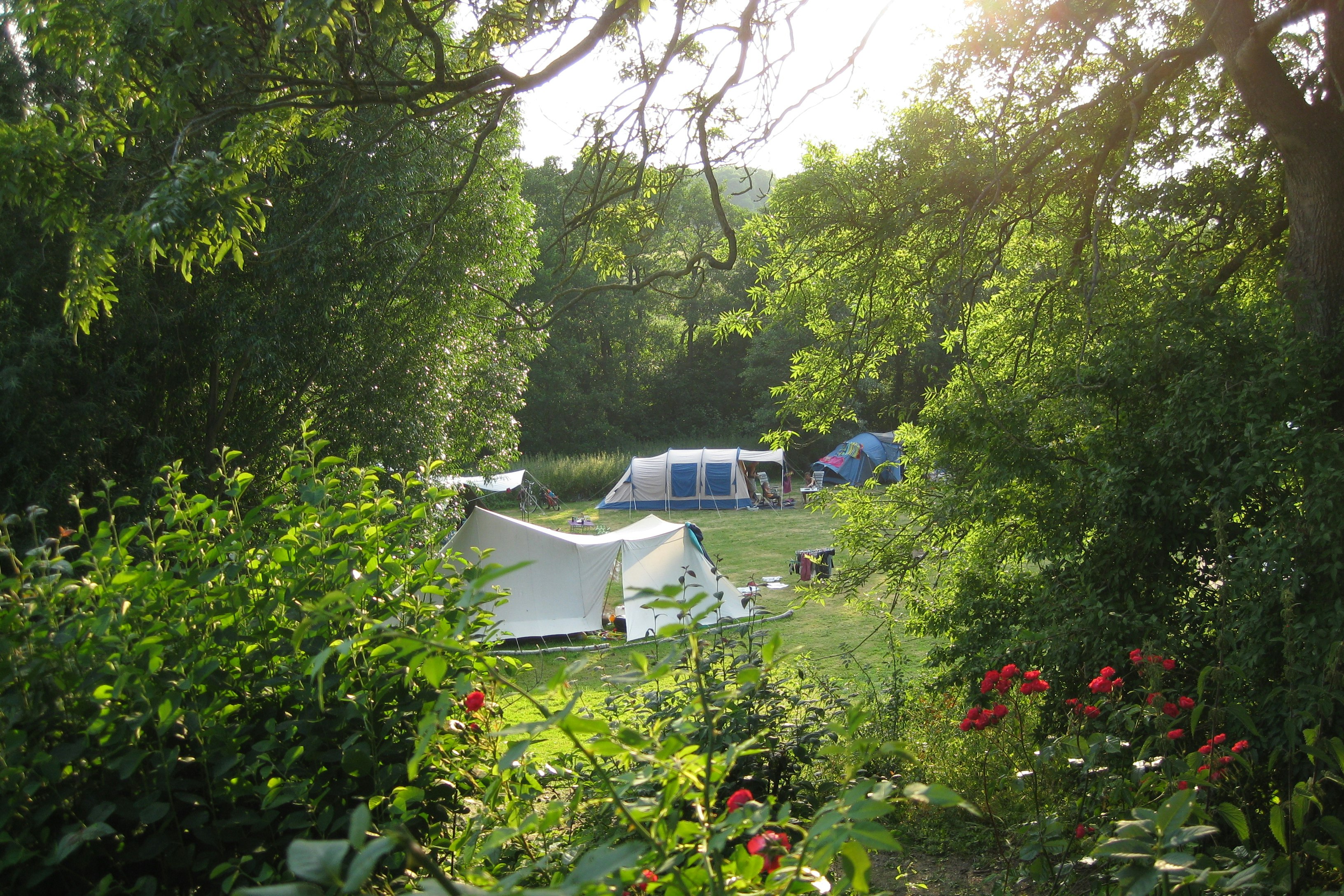 Campingzelt auf einer grünen Wiese, umgeben von Bäumen und Hecken, im Hintergrund weitere Zelte und Campingausrüstung.