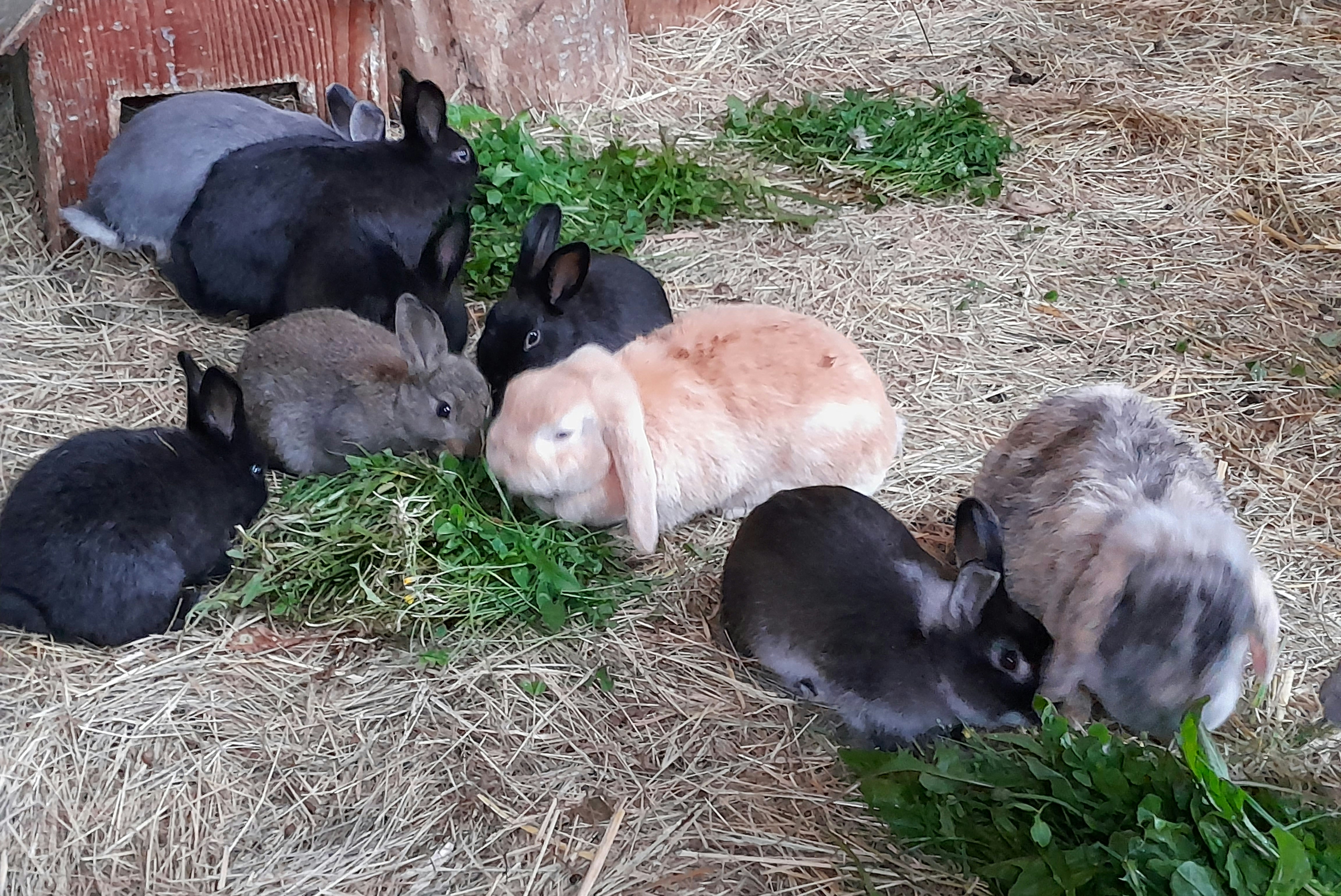 Camping Løgismosestrand - Kaninchen im Streichelzoo des Campingplatzes