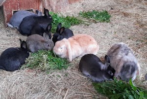 Camping Løgismosestrand - Kaninchen im Streichelzoo des Campingplatzes