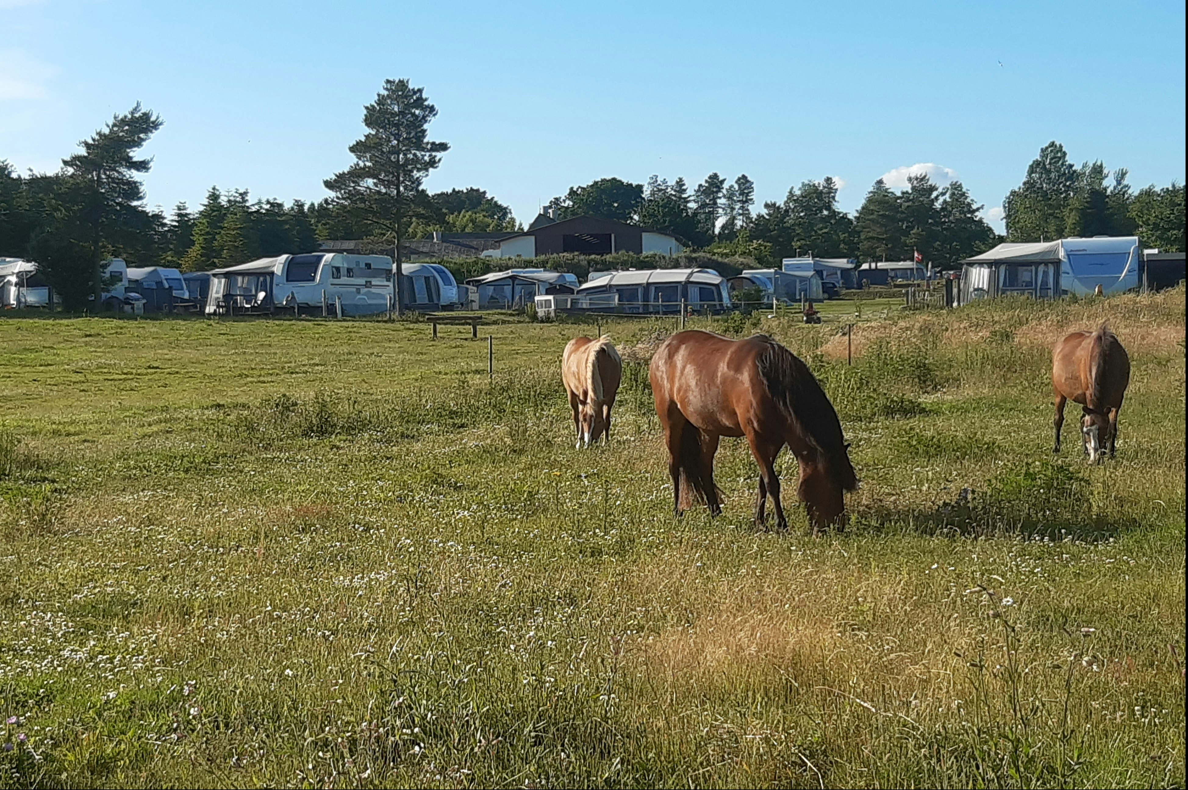 Camping Løgismosestrand - Pferde grasen neben der Standplatzwiese auf dem Campingplatz