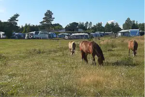 Camping Løgismosestrand - Pferde grasen neben der Standplatzwiese auf dem Campingplatz