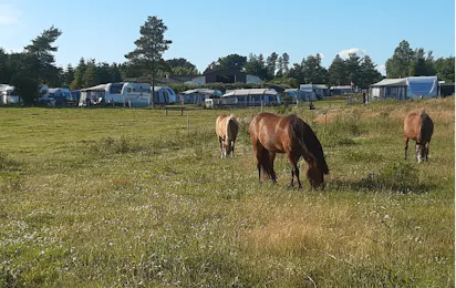 Camping Løgismosestrand