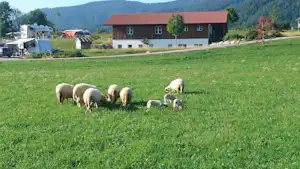 Camping Lindlbauer - Kühe auf der Wiese vor dem Campingplatz