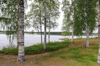Camping Lomakylä Marjoniemi - Bäume auf der Wiese mit Blick auf den See