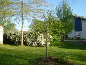 Garten mit Rasen und jungen Bäumen vor einem Campinghaus mit dunkler Holzverkleidung und Fenstern.