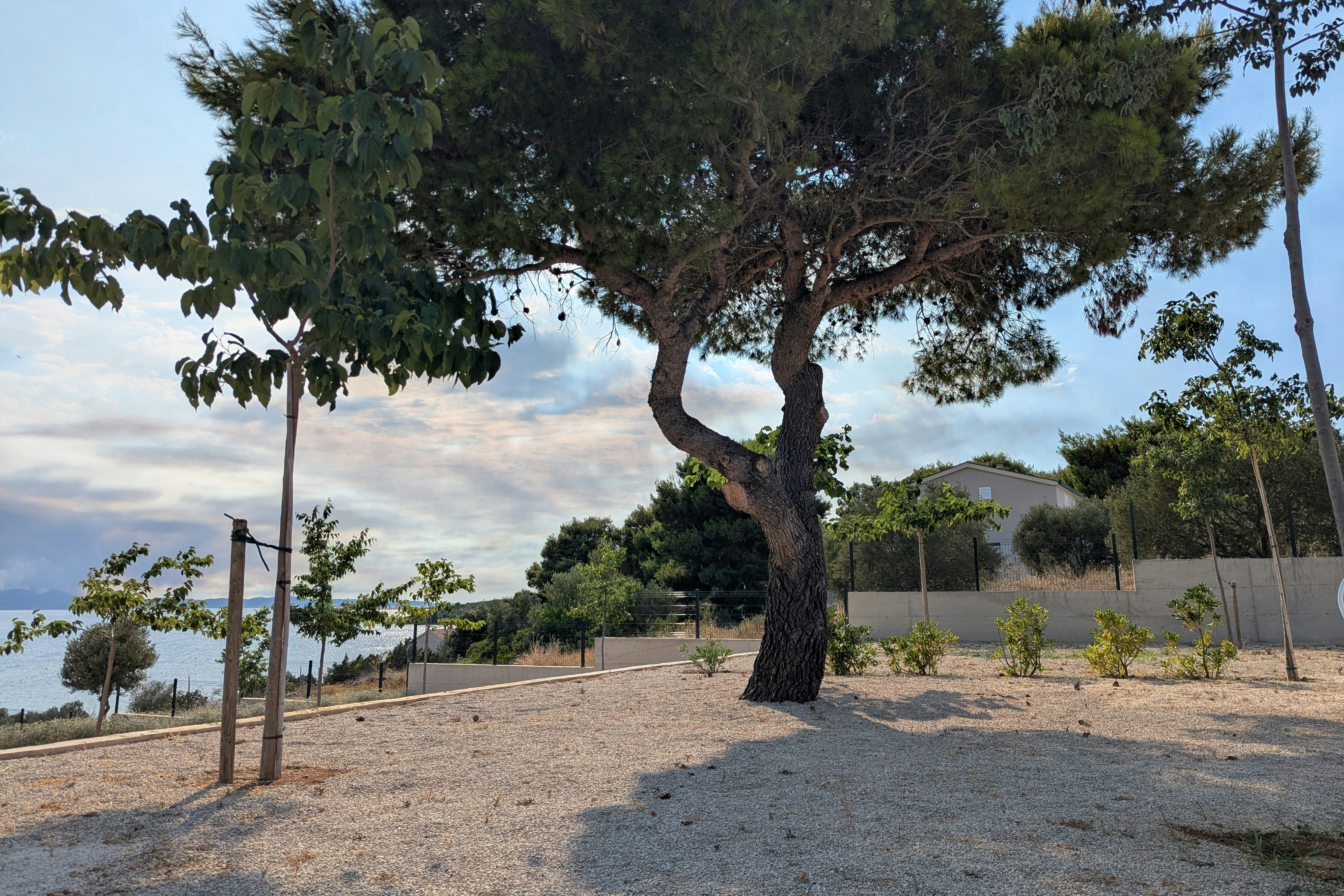 Großer Baum auf einem Campingplatz mit Kiesboden, Zaun und Wegen, im Hintergrund Gebäude und weitere Bäume.