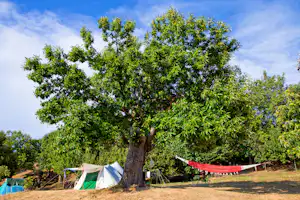 Großer Baum über Zeltplatz mit mehreren Zelten, Wiese und Hängematte zwischen Bäumen im Campinggelände.