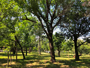 Camping Lacus