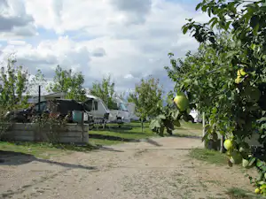 Campingplatz mit Wohnmobilen und Autos, Grasfläche und Obstbaumzweigen im Vordergrund vor bewölktem Himmel.