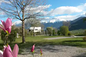 Magnolienblüten im Vordergrund, Campingwiese mit Wohnwagen und Bäumen, im Hintergrund Alpen und schneebedeckte Berge.