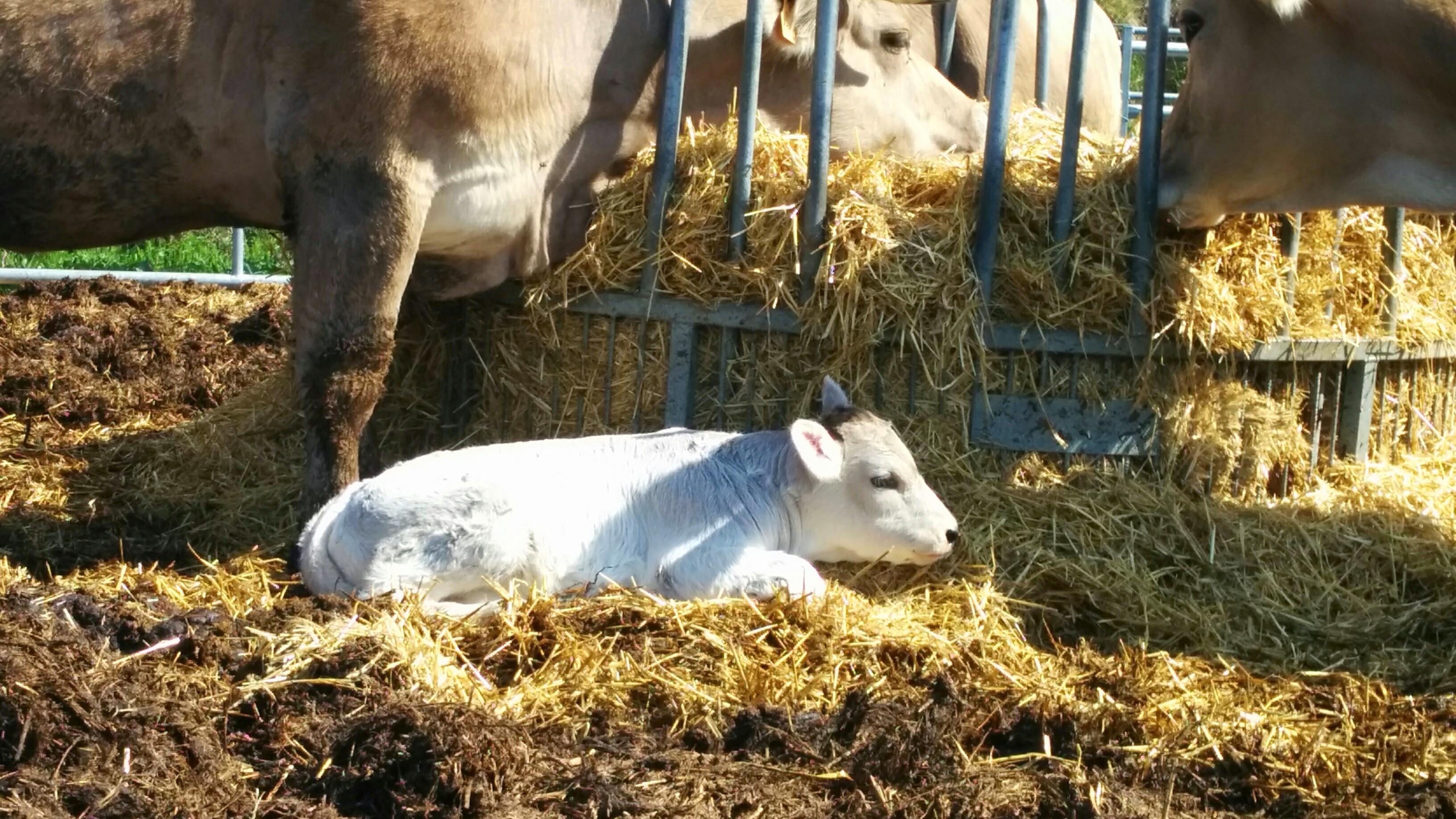 Camping Masia Can Fosses