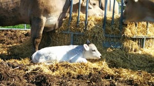 Camping Masia Can Fosses