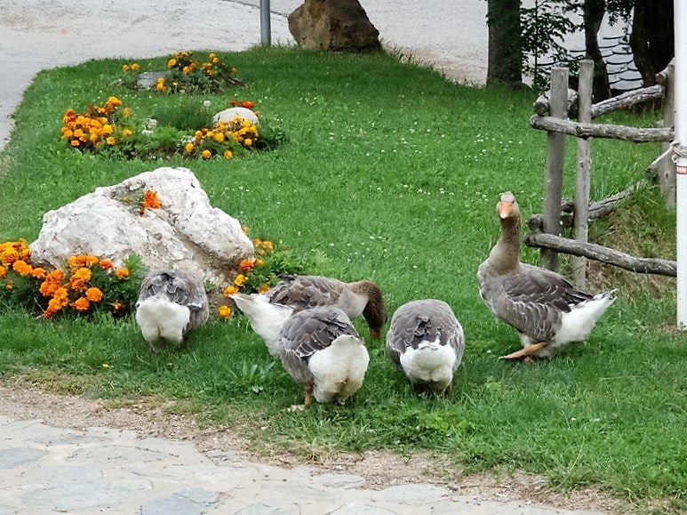 Camping Masia Can Fosses