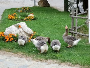 Camping Masia Can Fosses