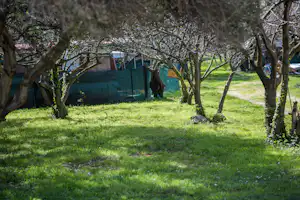 Camping Maslinik - Stellplatz vom Campingplatz auf grüner Wiese