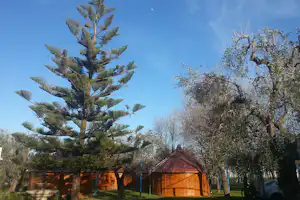Camping Mattinata - Mobilheime zwischen Bäumen auf dem Campingplatz