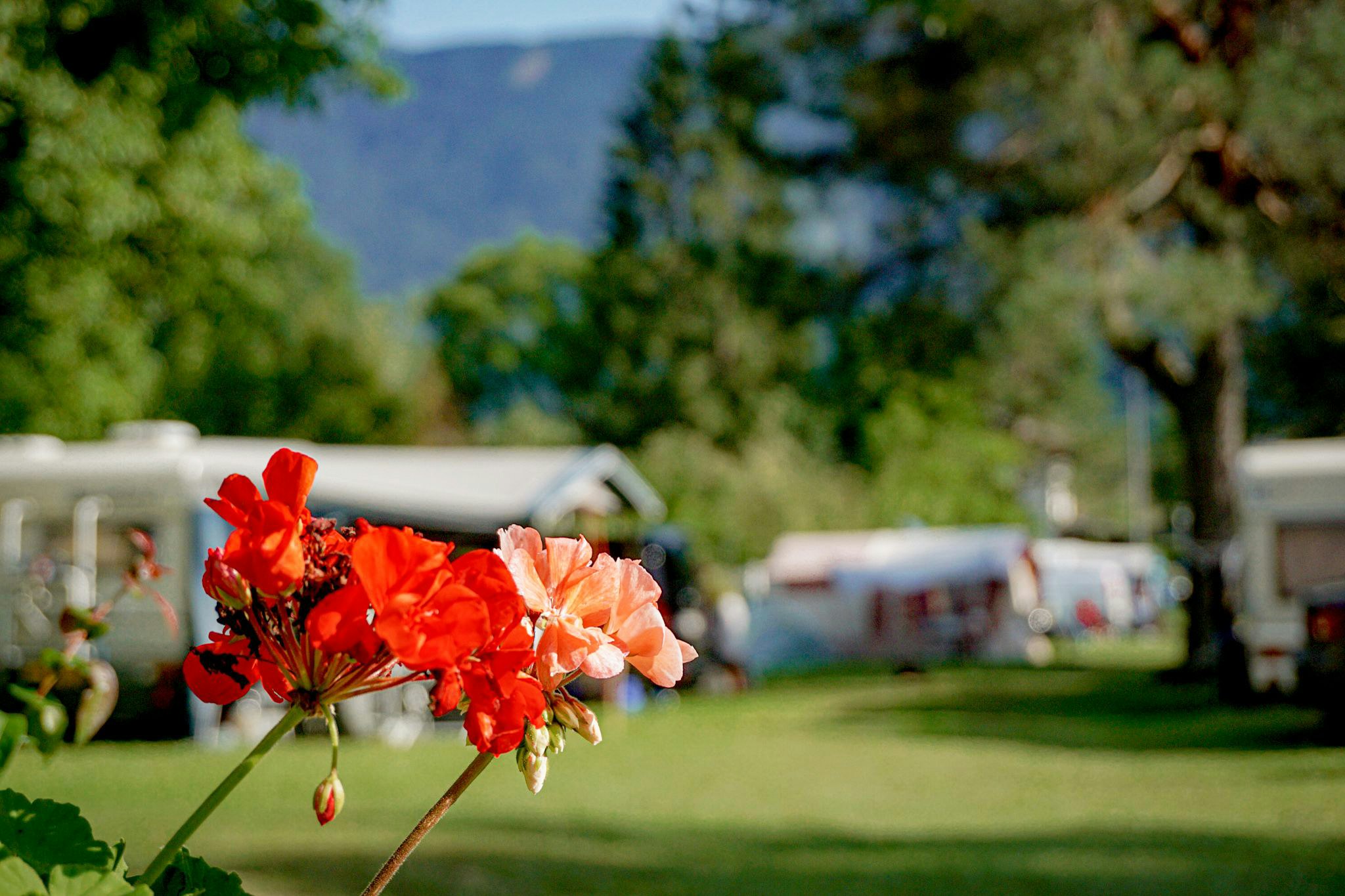 Camping Pressegger See  Camping Max Presseggersee - Blumen auf dem Campingplatz