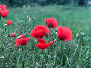 Rote Klaprozen im grünen Gras, im Vordergrund scharfe Blüten und unscharfe Pflanzen im Hintergrund.