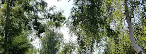 Bäume mit grünem Blattwerk vor hellem Himmel, Blick nach oben durch die Baumkronen im Wald.
