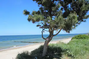 Ein Kiefernbaum am Strand mit Blick auf das Meer, Sandstrand und Wellen im Hintergrund.