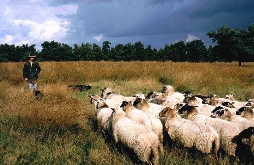 Camping Midden Drenthe