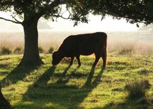 Camping Midden Drenthe