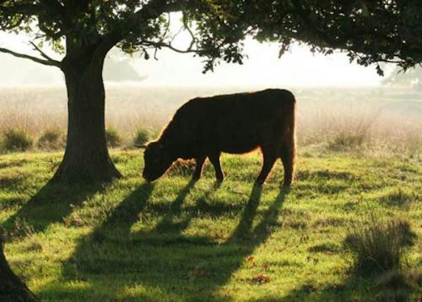 Camping Midden Drenthe