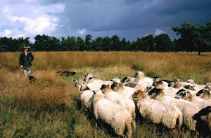 Camping Midden Drenthe
