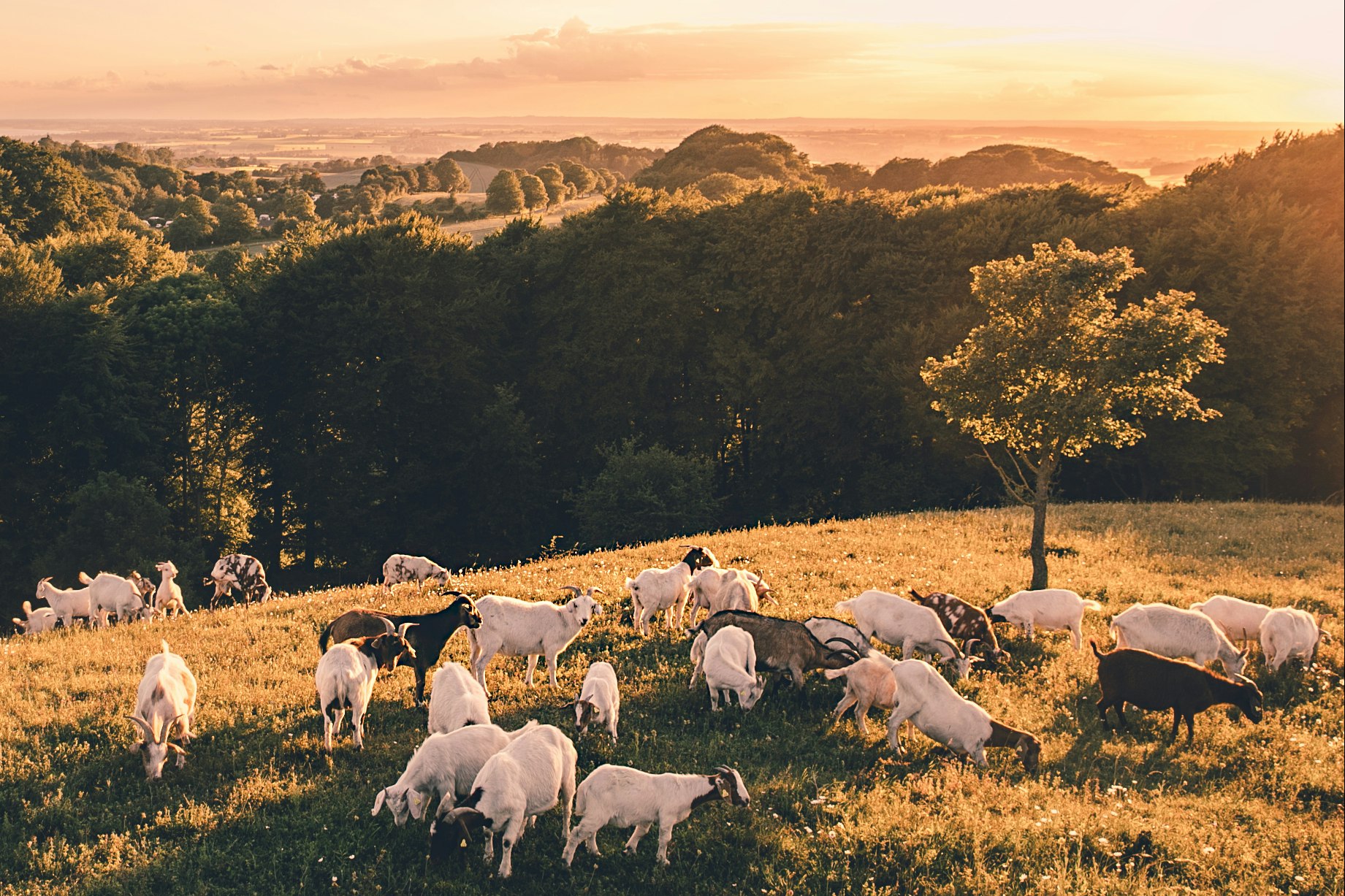 Camp Møns Klint  Camping Møns Klint - Ziegen grasen auf einem Hügel  bei Sonnenuntergang