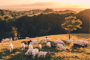 Camp Møns Klint Camping Møns Klint - Ziegen grasen auf einem Hügel bei Sonnenuntergang