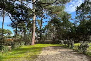 Weg im Campinggelände durch den Wald mit hohen Bäumen, Grasrändern und sonnigem Himmel.