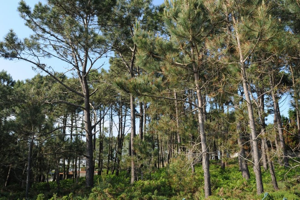 Camping Monte Cabo - Pinienhain in der Nähe vom Campingplatz