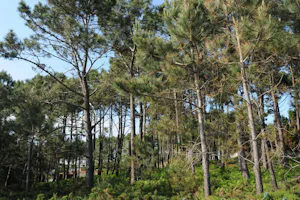 Camping Monte Cabo - Pinienhain in der Nähe vom Campingplatz