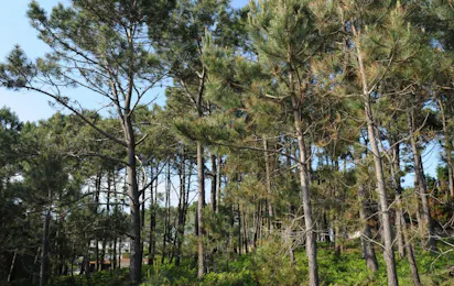 Camping Monte Cabo