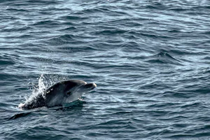 Camping Monte Cabo - Whale watching in der Nähe vom Campingplatz