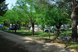 Campingplatz im Grünen: Zelte und Wohnmobile zwischen hohen Bäumen, mit Schotterweg und geparkten Autos.