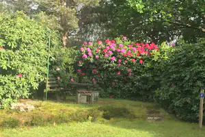 Blumenbeet mit pinken Blüten und Hecke im Campinggarten, daneben Rasenfläche, Baum und kleiner Holzkasten.