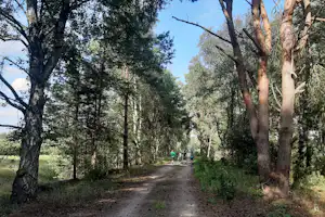 Waldweg im Campingbereich mit hohen Bäumen, schmalem Pfad und Blick in die Ferne.