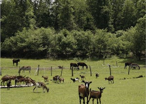 Camping Moulin Begeot