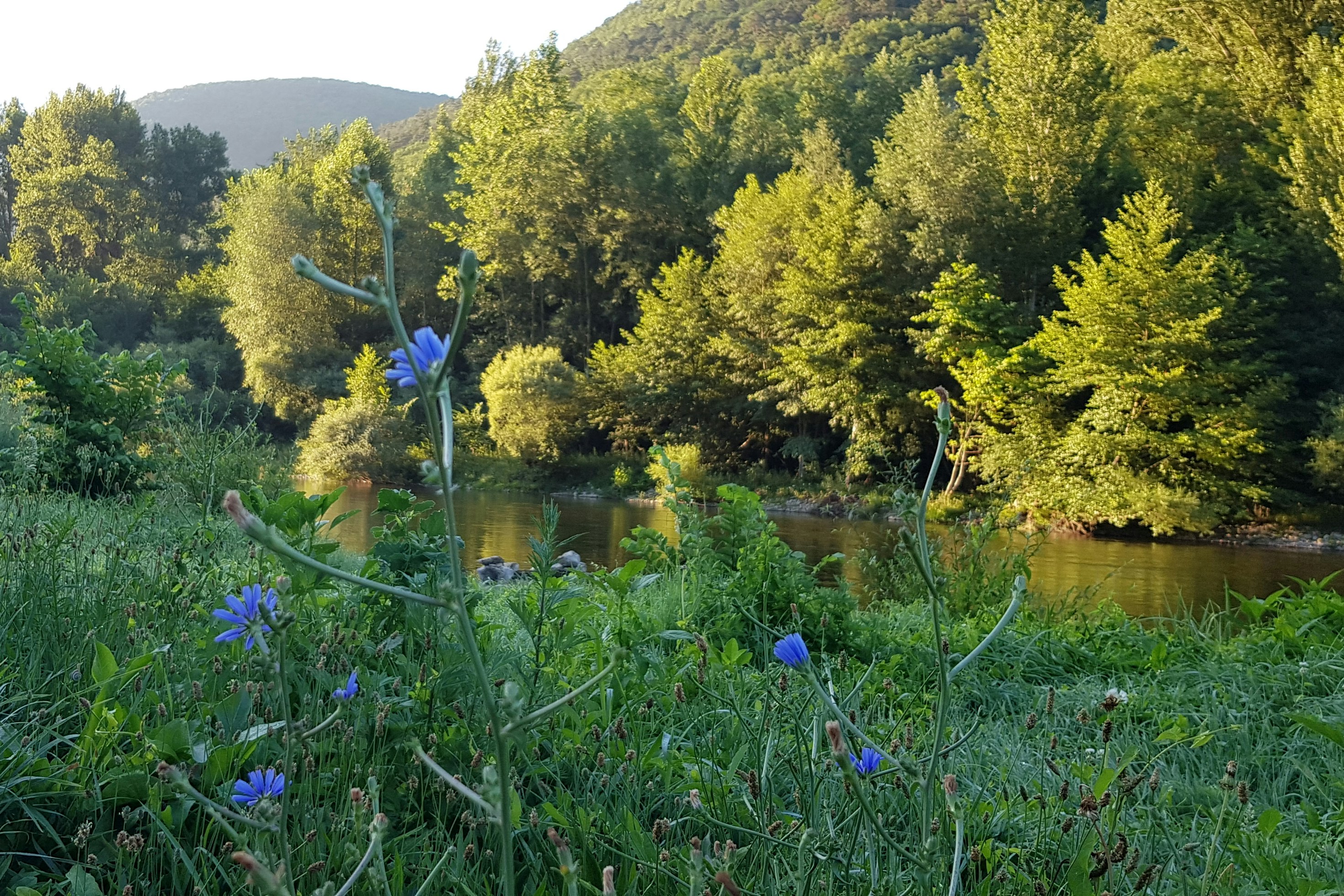 Camping Moulin de la Galinière - das Flussufer und den Wald auf dem Campingplatz