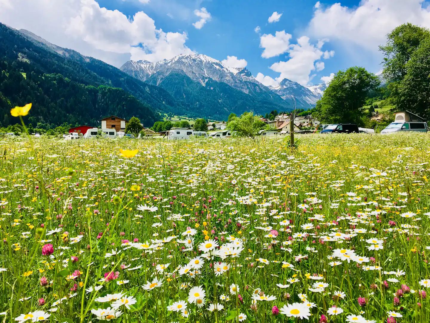 Blumenwiese vor Wohnwagen und Campingfahrzeugen, im Hintergrund ein Dorf und schneebedeckte Berge unter blauem Himmel.