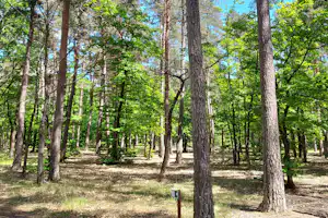 Onlycamp Municipal des Pins Camping Municipal des Pins - Blick auf den Campingplatz umgeben von Wald