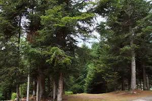 Nadelwald mit hohen Bäumen, grasigem Boden und Lichtungen am Campingplatz, im Hintergrund weitere Bäume.